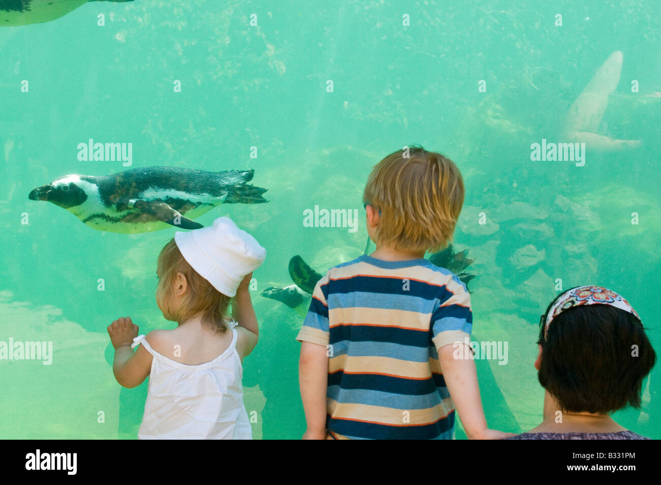 Los niños pequeños ver pingüinos magallánicos nadar en el Zoo Foto de stock