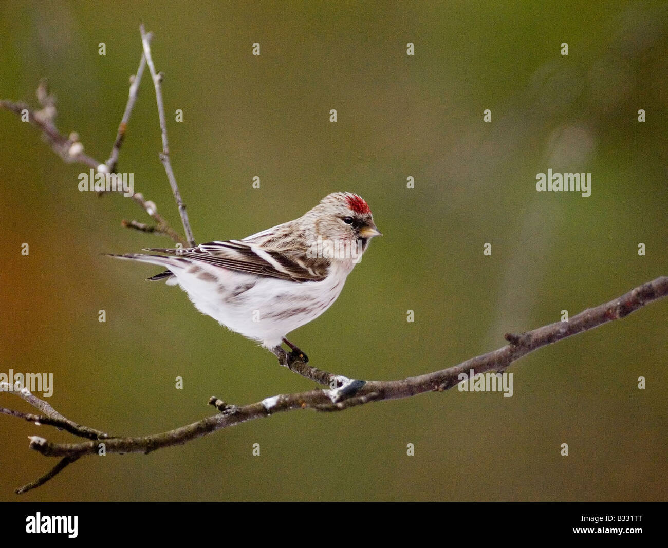 Arctic Redpoll Carduelis hornemmani Finlandia Septentrional de marzo Foto de stock