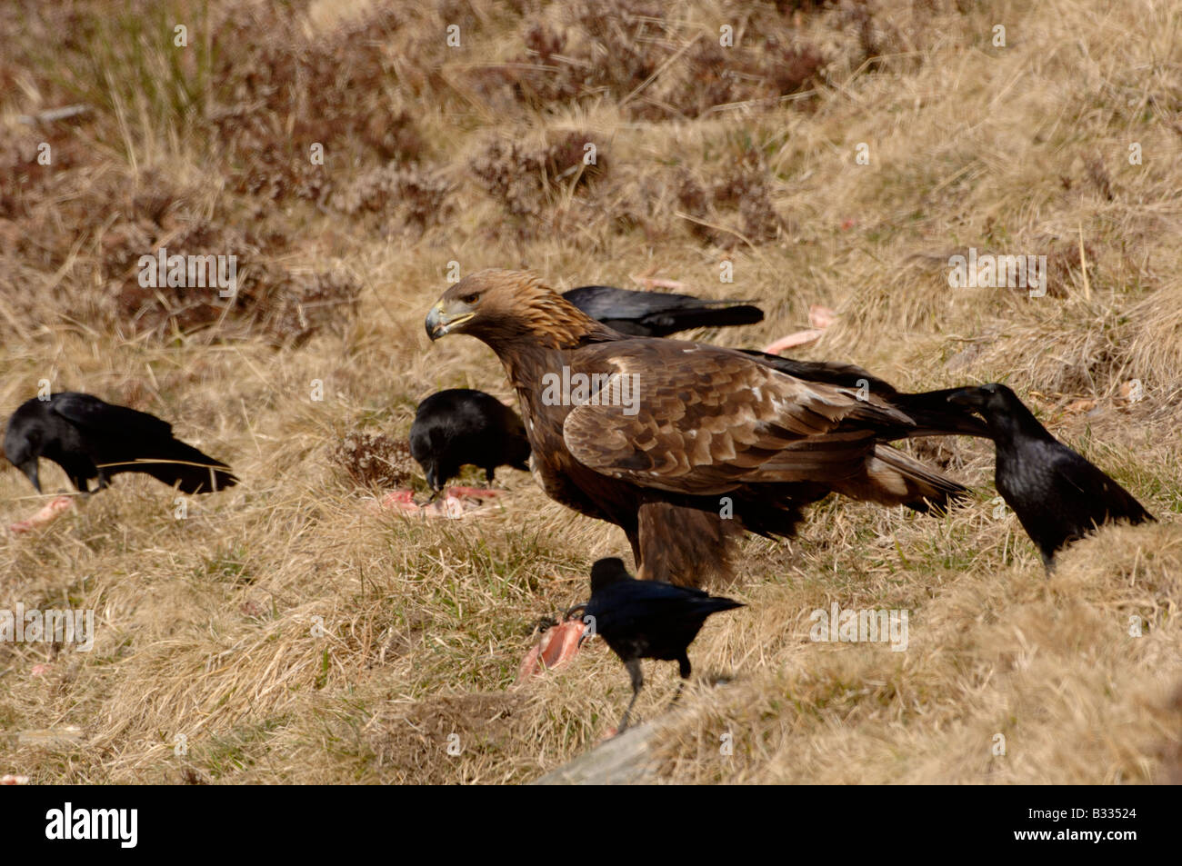 Águila Real Aquila chrysaetos con los cuervos y cuervos fotografiados en Pirineos Españoles cabritos Foto de stock