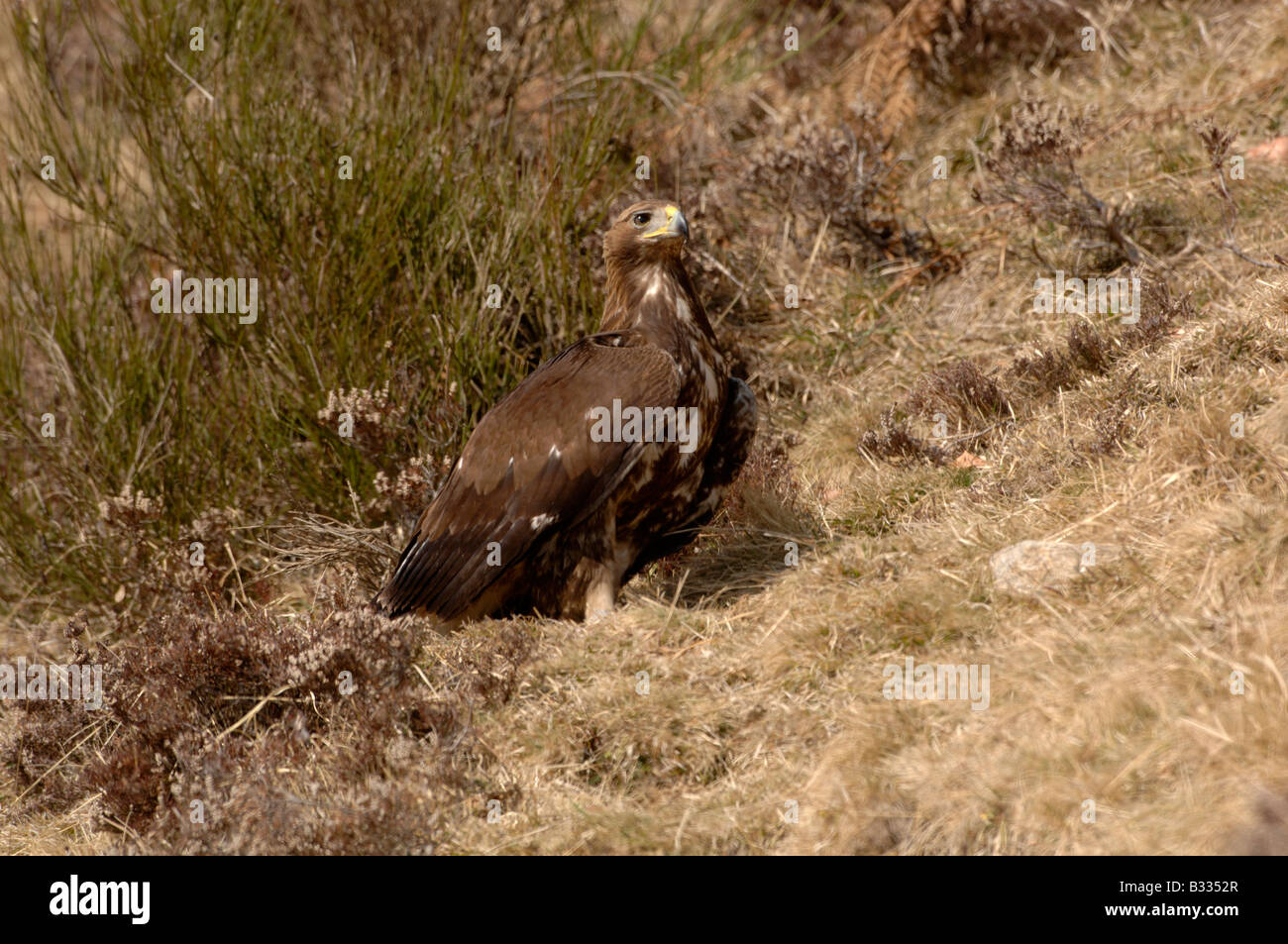 Águila Real Aquila chrysaetos, juveniles, fotografiado en Pirineos Españoles Foto de stock
