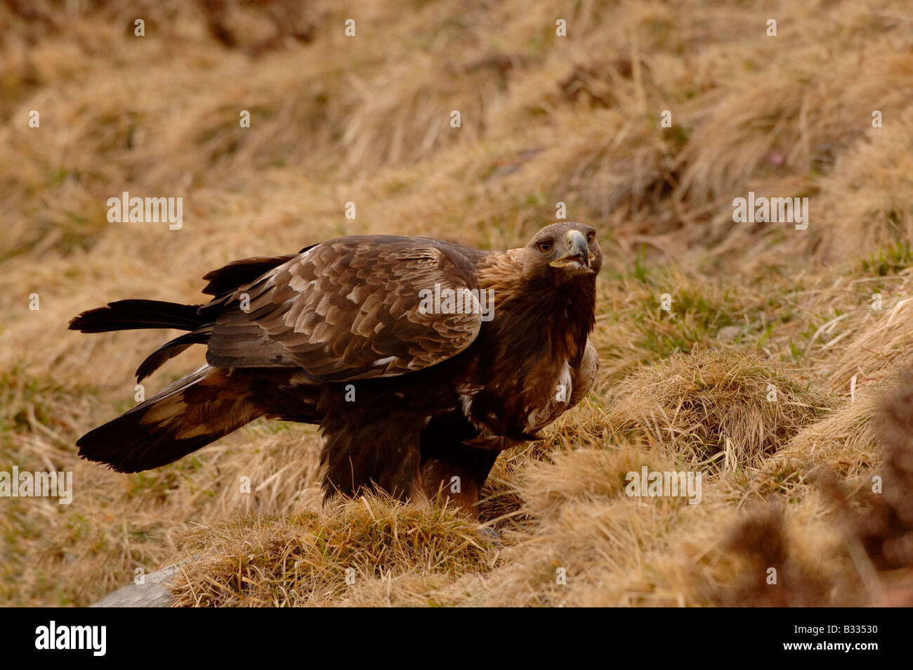 Águila Real Aquila chrysaetos, fotografiado en Pirineos Españoles Foto de stock