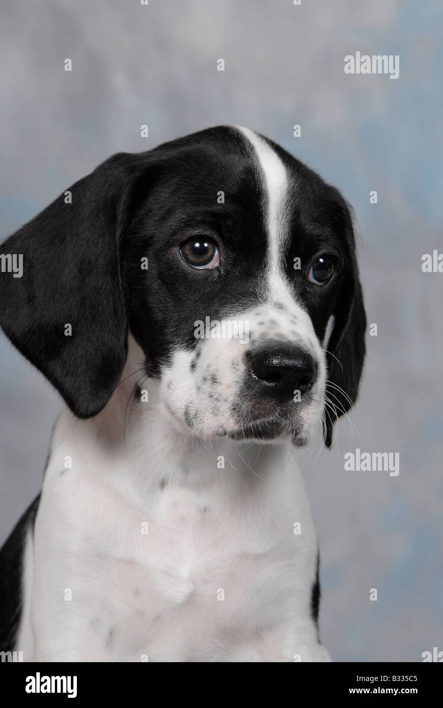 Disparo a la cabeza de blanco y negro pedigree cachorro pointer inglés  Fotografía de stock - Alamy