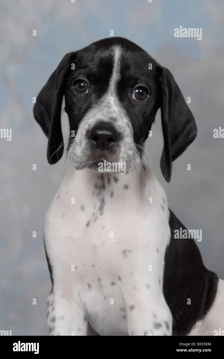 English pointer puppy fotografías e imágenes de alta resolución - Alamy