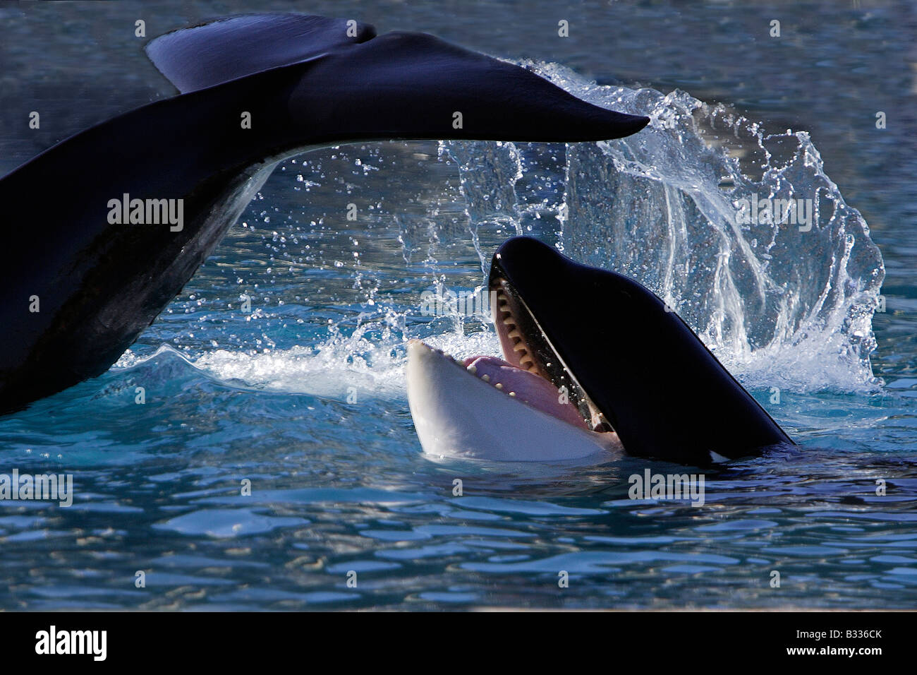 La Orca Orca Orcinus orca dos personas cerca de las Lofoten Foto de stock