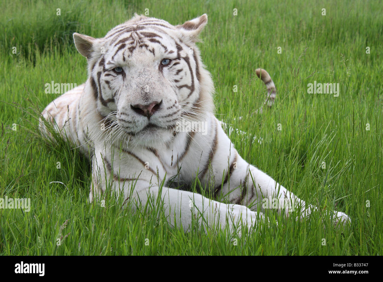 Tigre de Bengala blanco, Panthera tigris Foto de stock