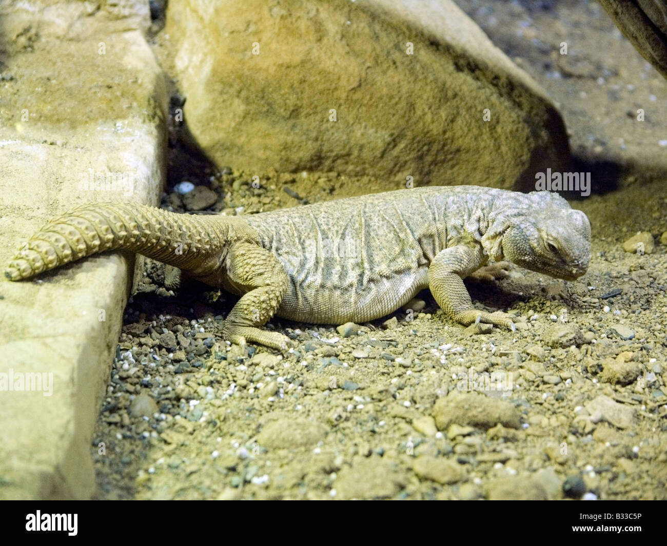 (Lagarto de cola espinosa egipcio Uromastyx aegypticus) en el Zoo de Chester, Inglaterra, Reino Unido. Foto de stock