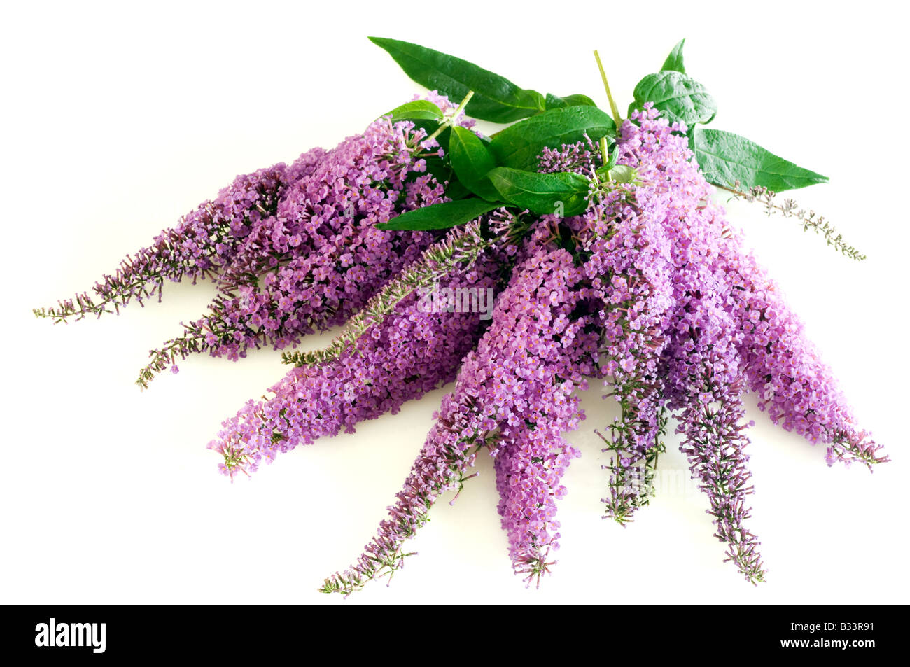 Manojo de hojas y flores de malva Budlea Foto de stock