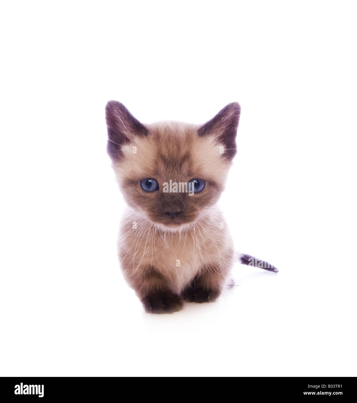 Lindo gatito Munchkin con cabeza grande aislado sobre fondo blanco. Foto de stock