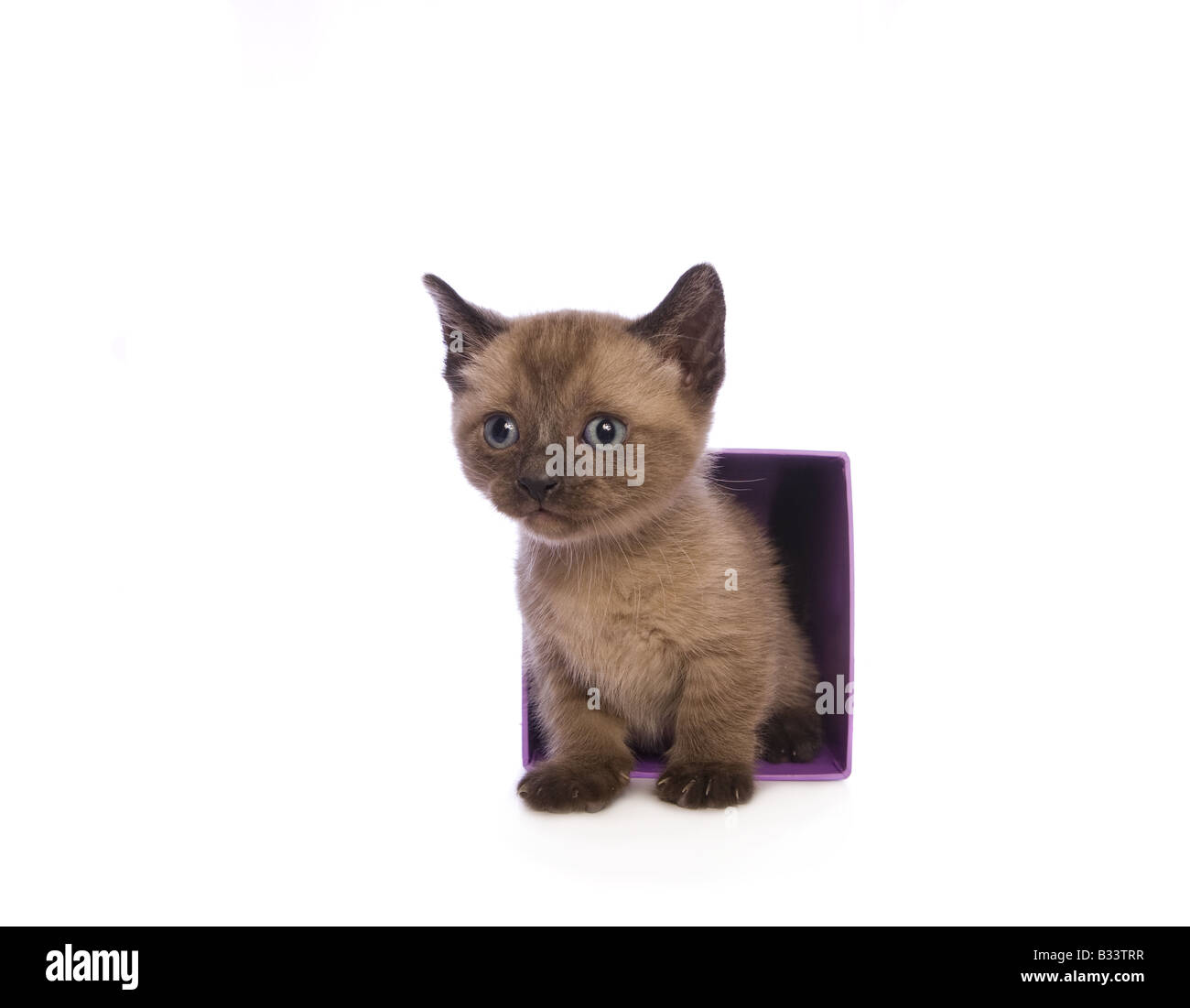 Lindo gatito Munchkin con cabeza grande aislado sobre fondo blanco. Foto de stock