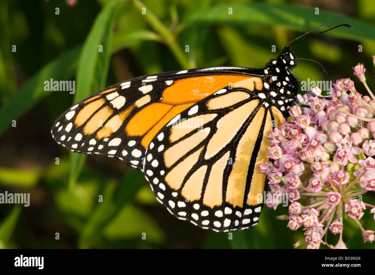 Mariposa Monarca sobre asclepias Foto de stock