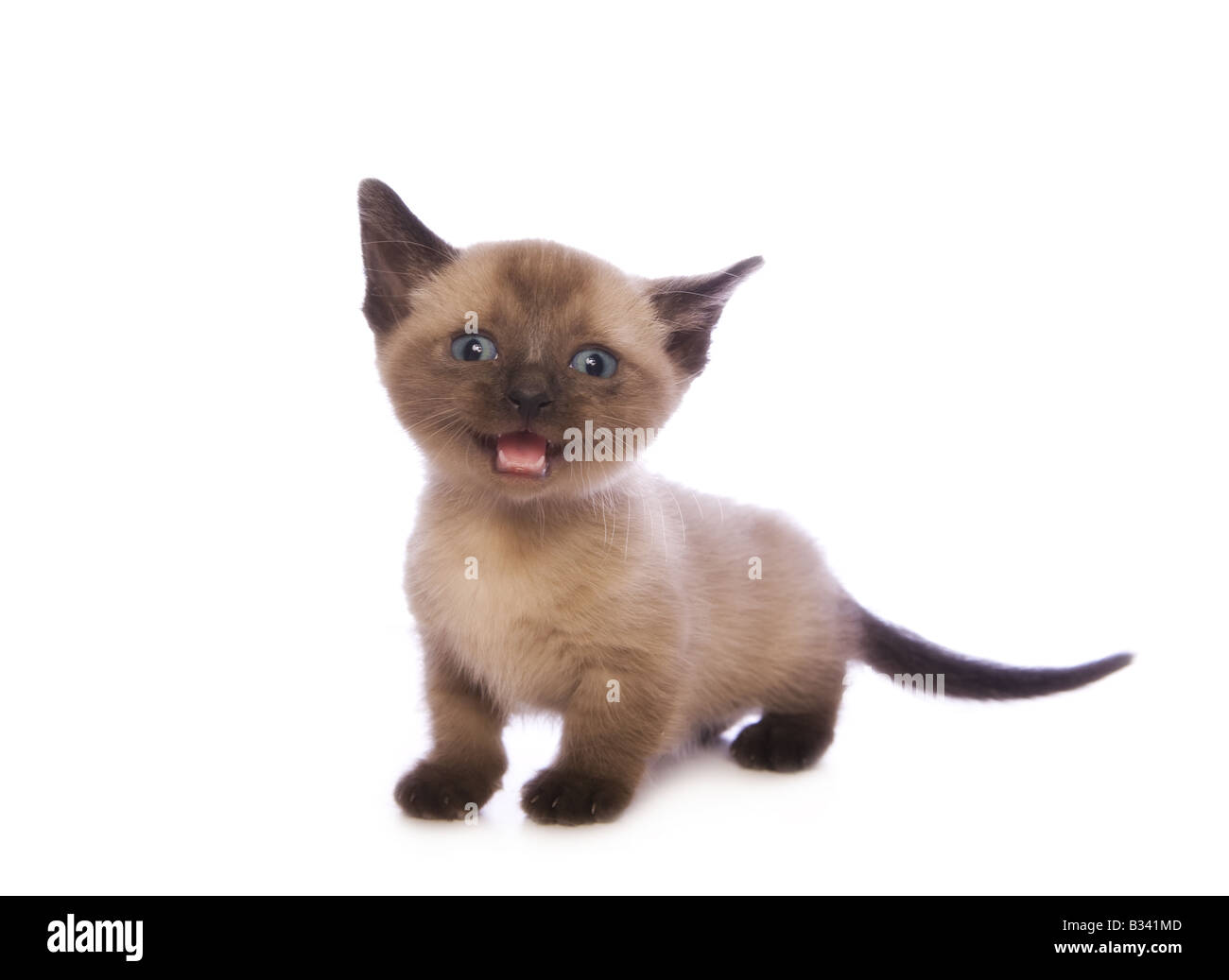 Lindo gatito Munchkin con cabeza grande aislado sobre fondo blanco. Foto de stock