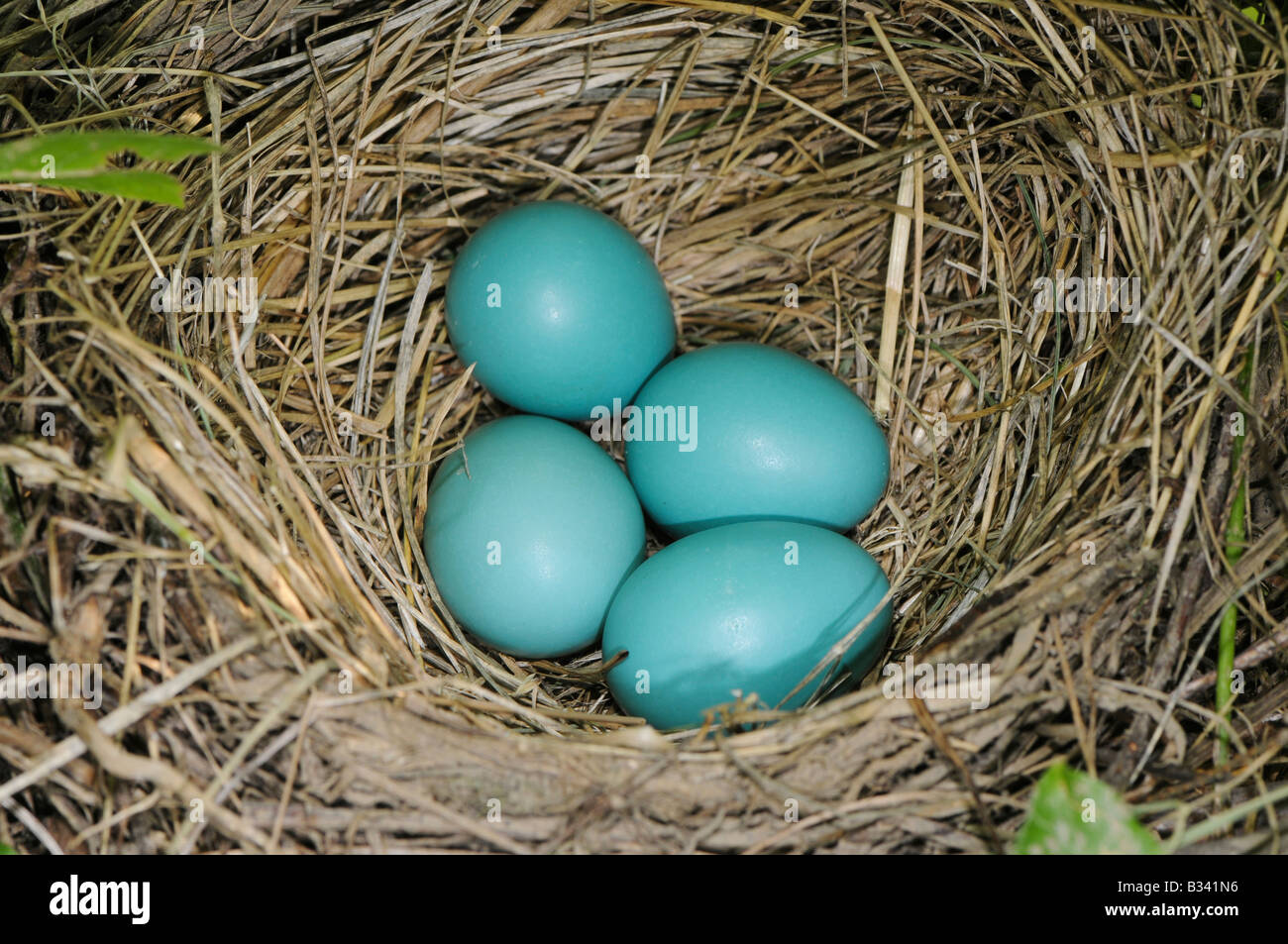 Azul brillante huevos en un nido de robin Foto de stock