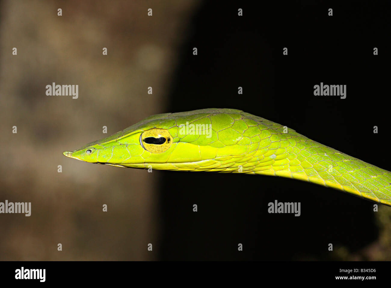 Vid común serpiente. Ahaetulla nasutus no venenosas, común, verde. Amboli, Maharashtra, India Foto de stock