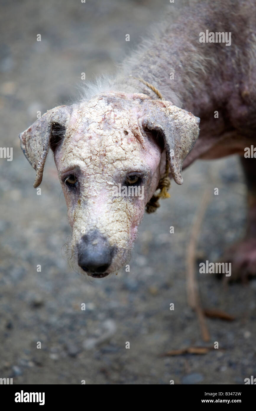 Un perro callejero con una grave enfermedad de la piel en Mansalay, Mindoro Oriental, Filipinas. Foto de stock