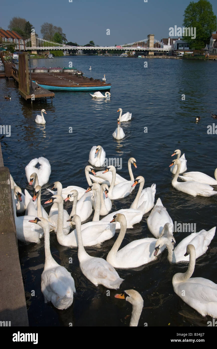 Los cisnes sobre el río Támesis en el sureste de Inglaterra Marlow Foto de stock