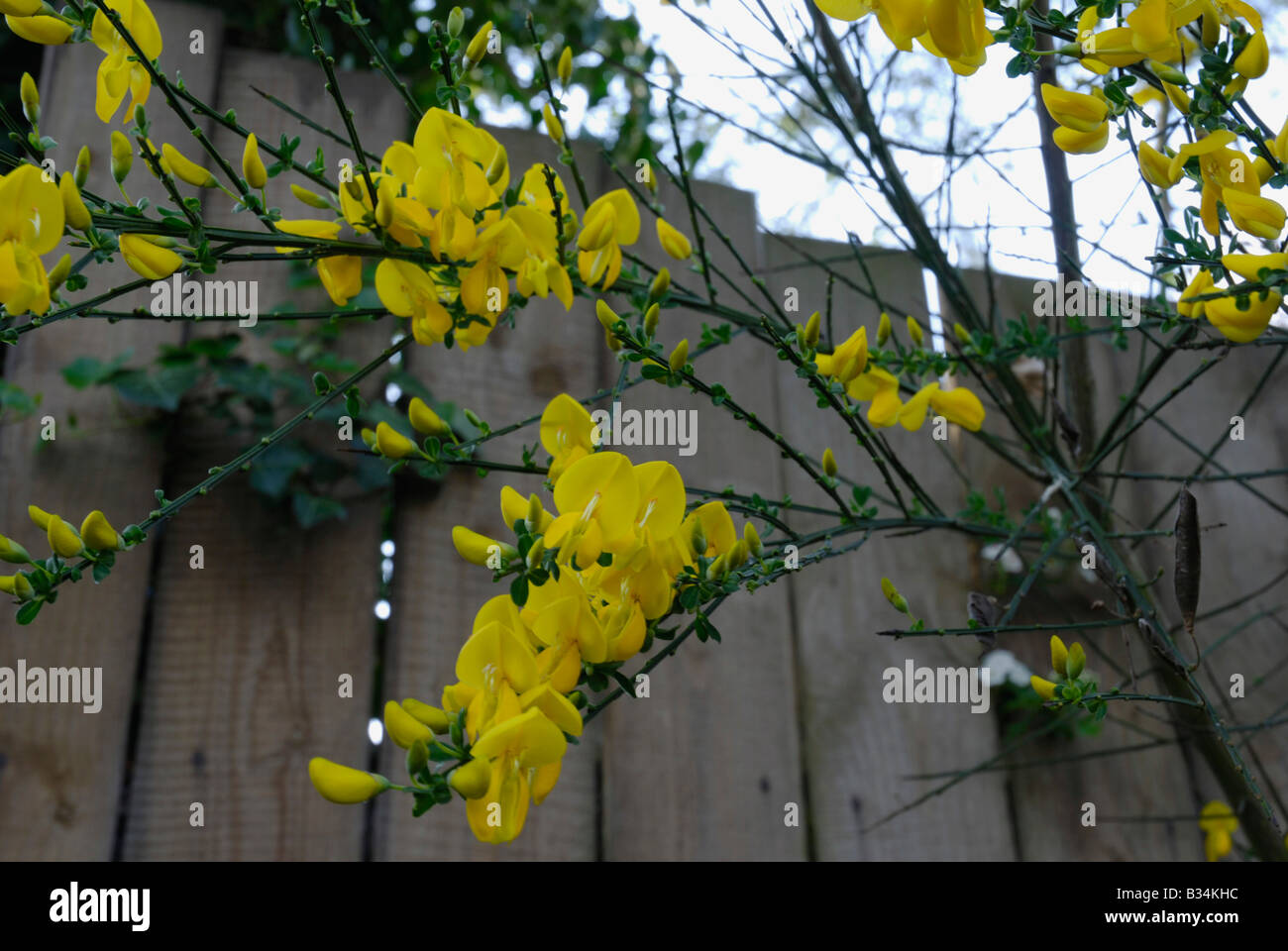 Flores, Cytisus scoparius escoba Foto de stock