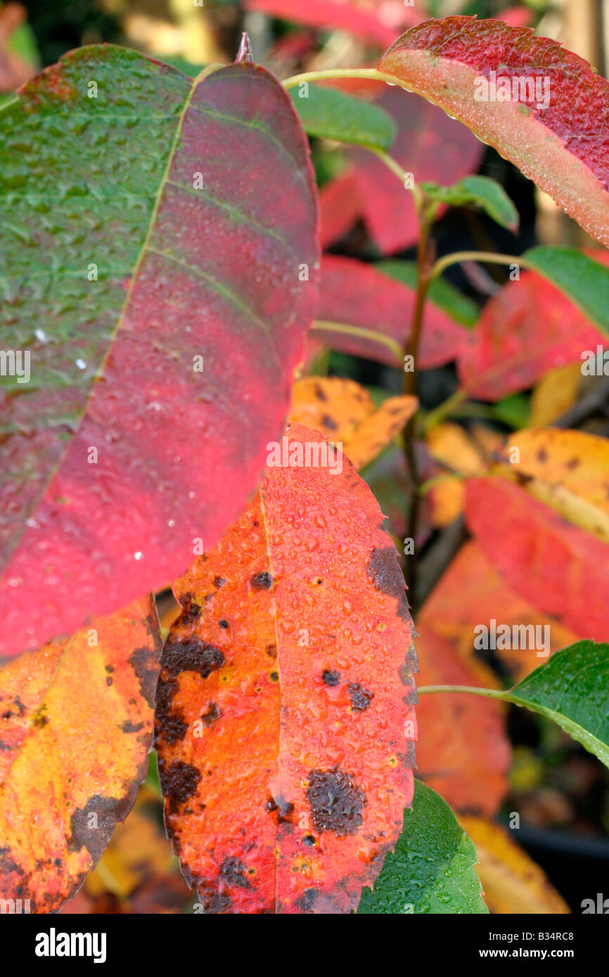 AMELANCHIER CANADENSIS follaje de otoño a mediados de octubre Foto de stock