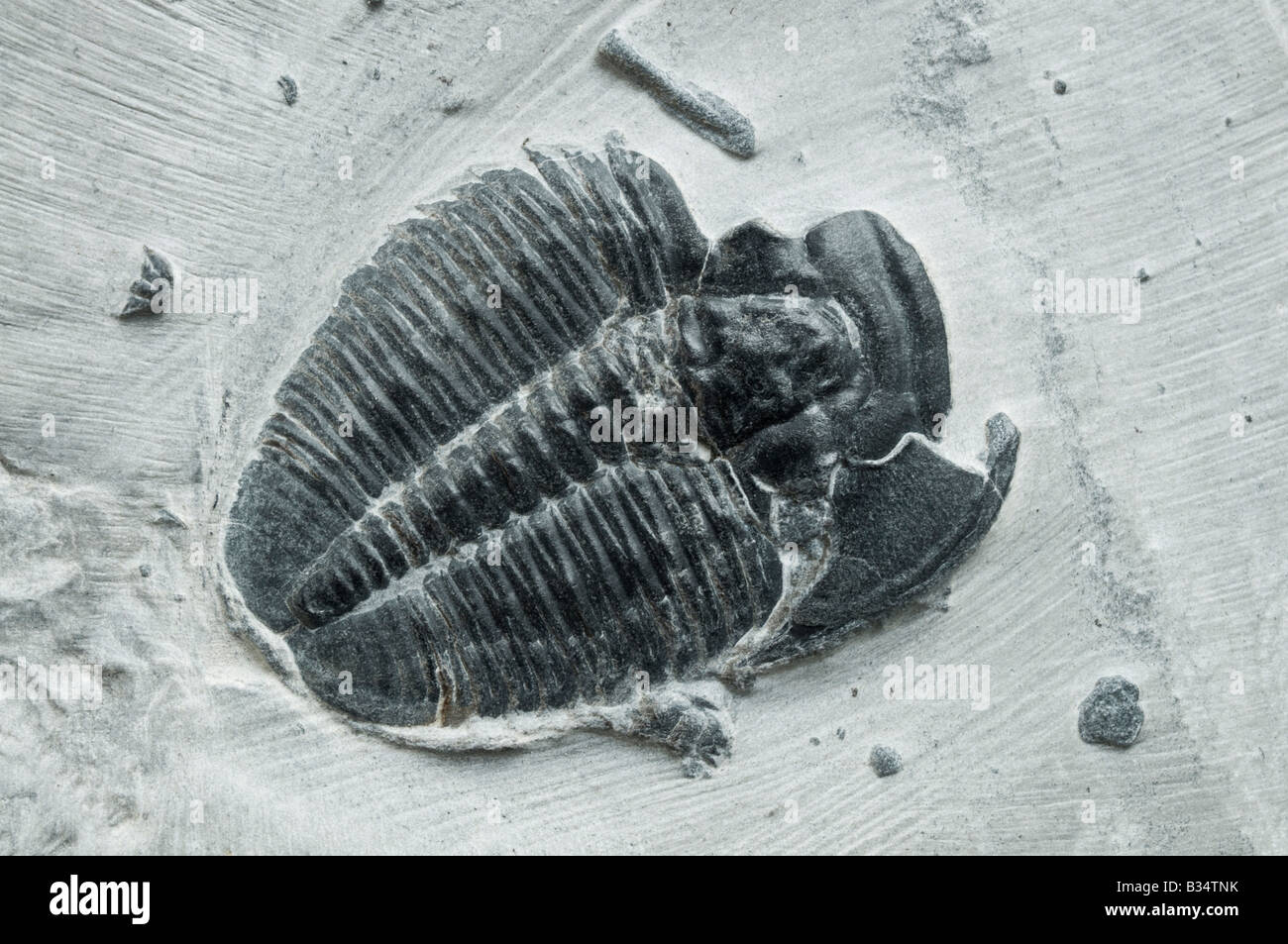 Trilobites fósil (Elrathia kingii) Cambriano; Wheeler Shale matrix; Delta, Utah, EE.UU. c30mm de largo Foto de stock