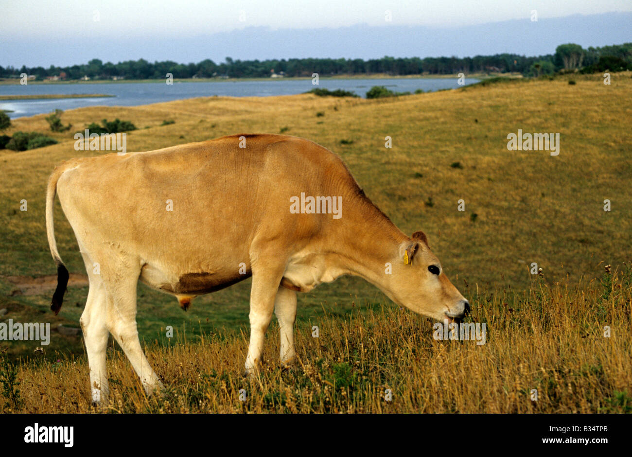 Dinamarca Fyns Hoved Hindsholm acantilado costa del mar toro vaca Foto de stock