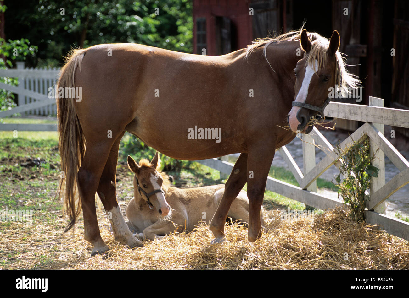 Dinamarca Odense Den Fynske Landsby El Funen Village caballos cachorro Foto de stock