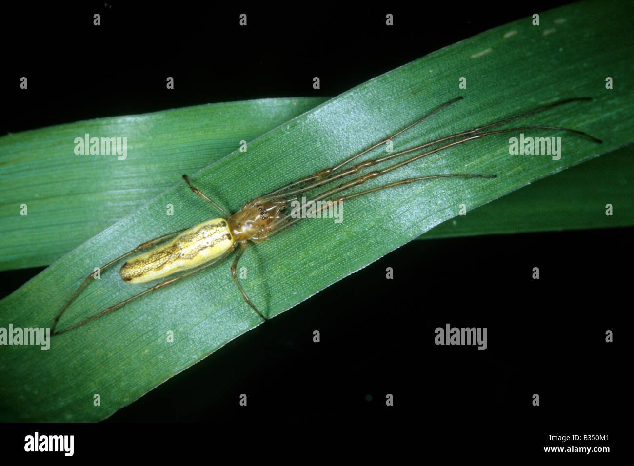 Araña Tetragnatha estiramiento (extensa) sobre una brizna de hierba Foto de stock
