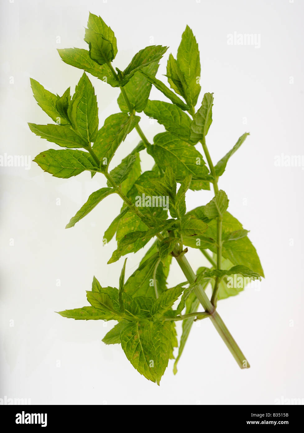 Hierbas Hierbas culinarias menta Mentha viridis, uno de los más populares de las hierbas usadas en la cocina. Foto de stock