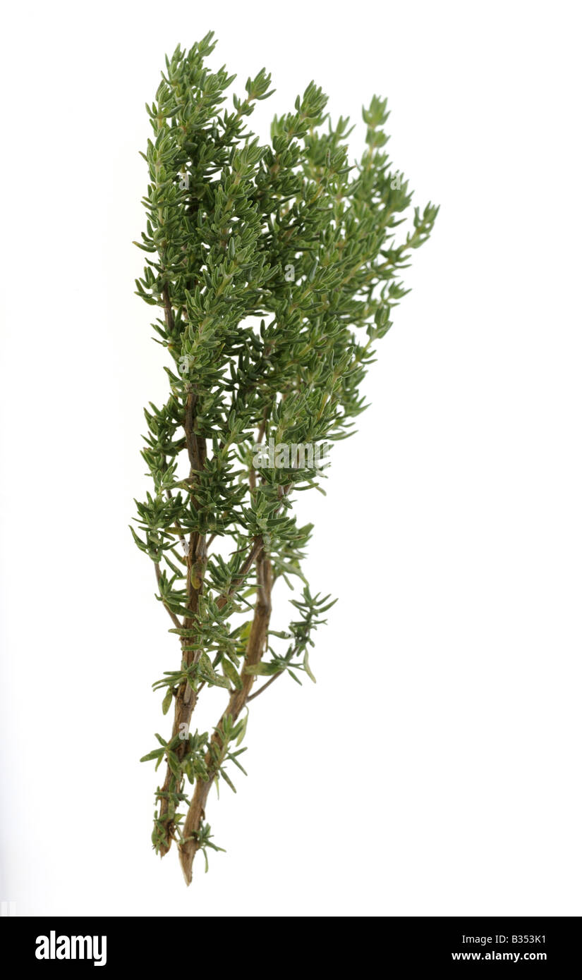 Hierbas Hierbas culinarias tomillo Thymus vulgaris uno de los más populares de las hierbas usadas en la cocina. Foto de stock