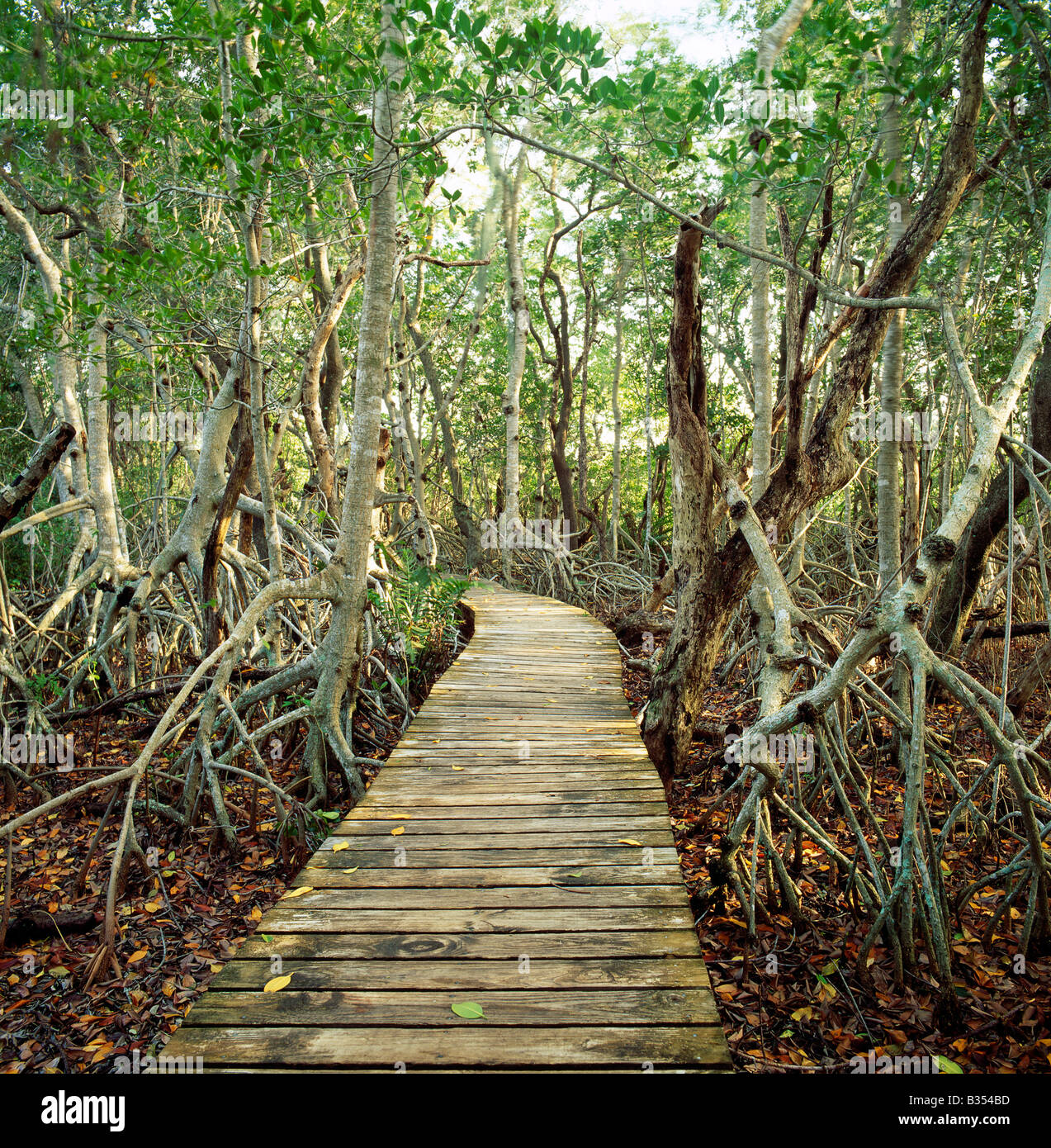 Paseo de madera, J.N. "Ding" Darling National Wildlife Refuge, Sanibel Island, Florida, EE.UU. Foto de stock