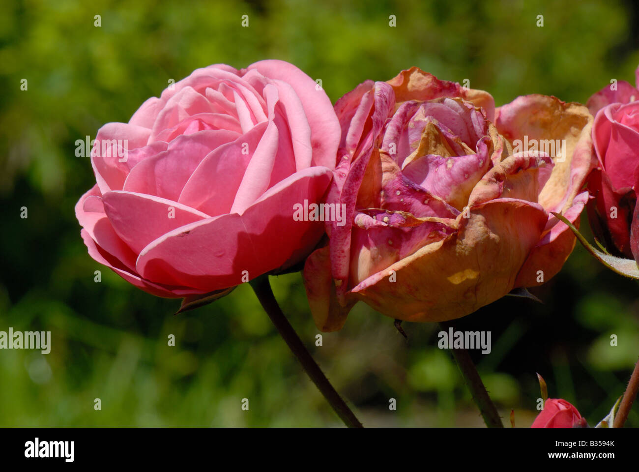 Rosas flores afectadas por el moho gris Botrytis cinerea en clima húmedo Foto de stock