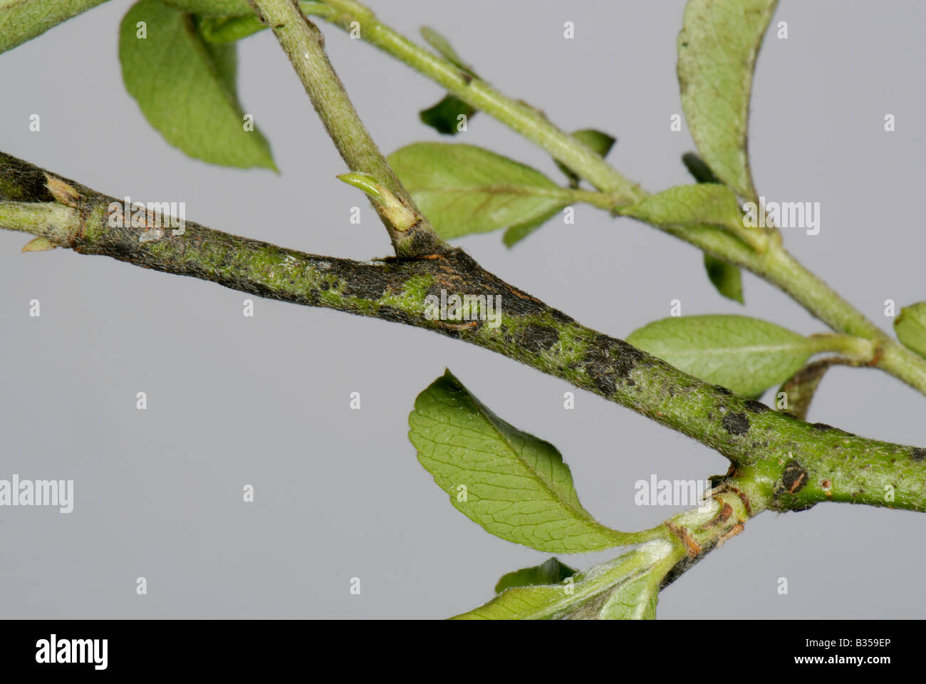 Costra Venturia inaequalis el desarrollo de la enfermedad en la superficie superior de la pyracantha tallo hojas Foto de stock