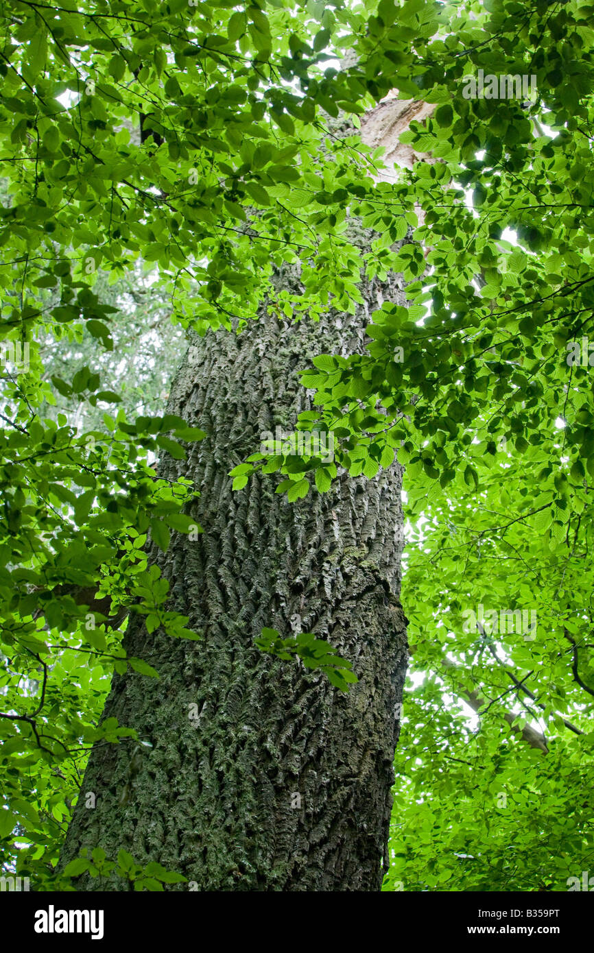 Viejo roble tronco entre verdes ramas carpe Foto de stock