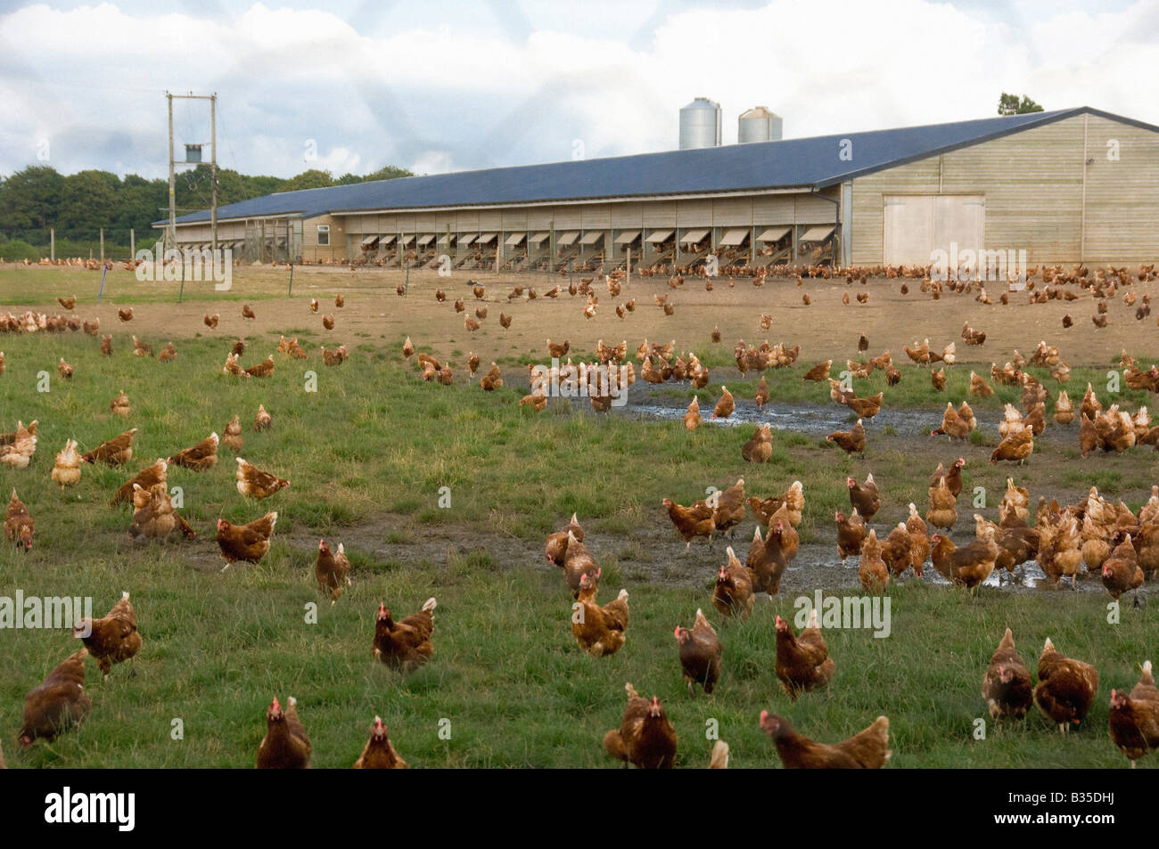 Free Range pollos Foto de stock