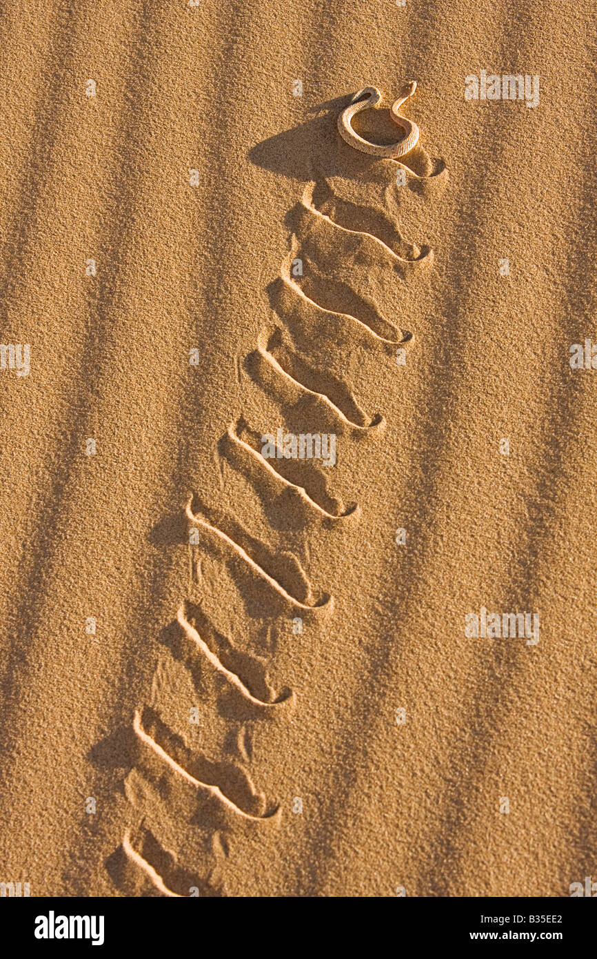 Sidewinder snake salta una duna de arena en África Namia Foto de stock