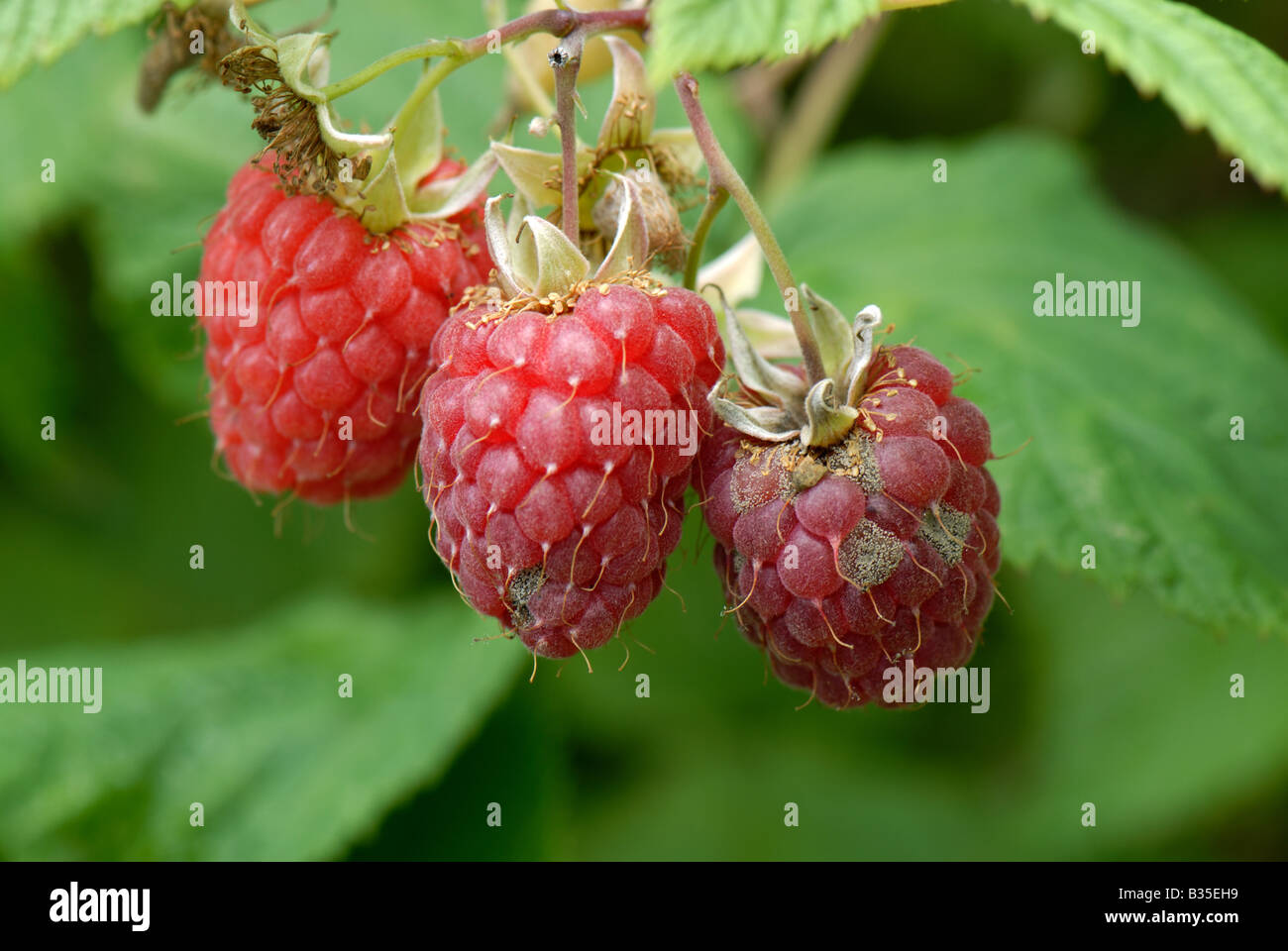 Frambuesas maduras fruta afectada por el moho gris Botrytis cinerea en clima húmedo Foto de stock