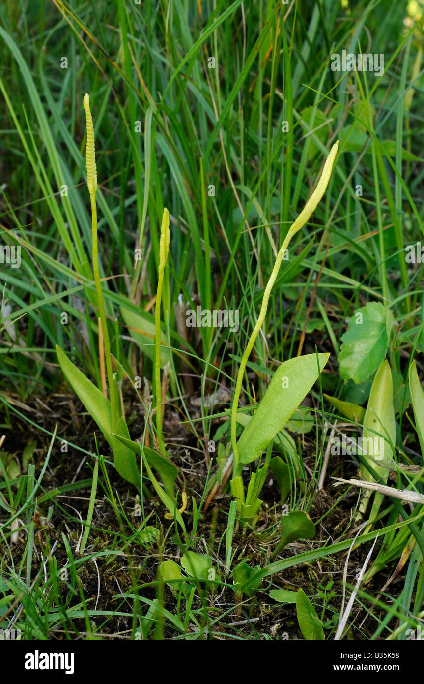 Lengua de víbora - Helecho Ophioglossum vulgatum en pastizales costero húmedo Norfolk UK Julio Foto de stock