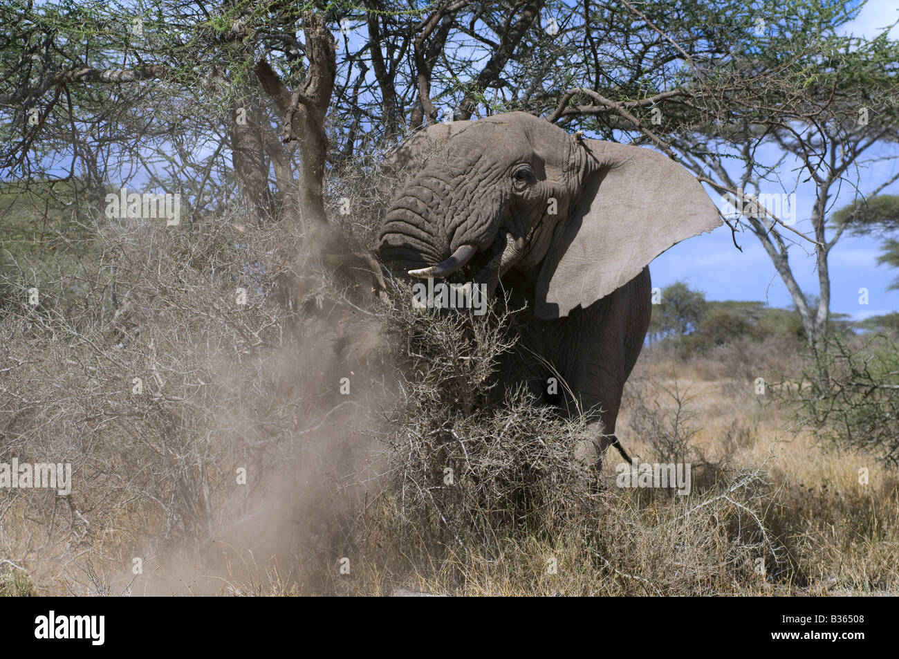 Elefante africano (Loxodonta africana), rompiendo un árbol en una demostración gratuita, Ndutu, Ngorongoro, Tanzania Foto de stock