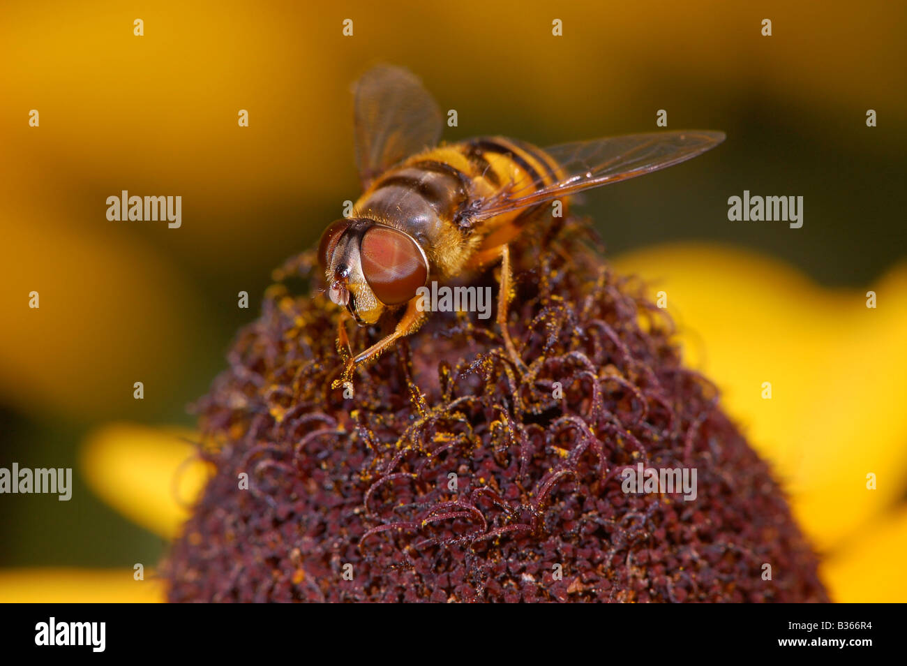 Una pequeña abeja, frota sus patas delanteras juntos, se ve polinizando una flor amarilla. Foto de stock