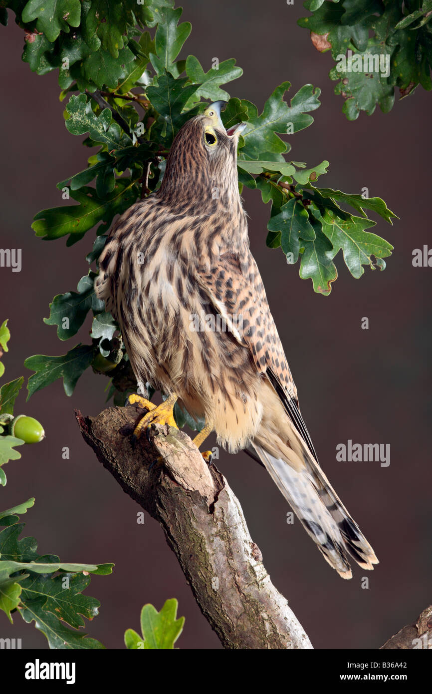 Cernícalo vulgar Falco tinnunculus recogiendo los insectos hojas de roble Potton Bedfordshire Foto de stock