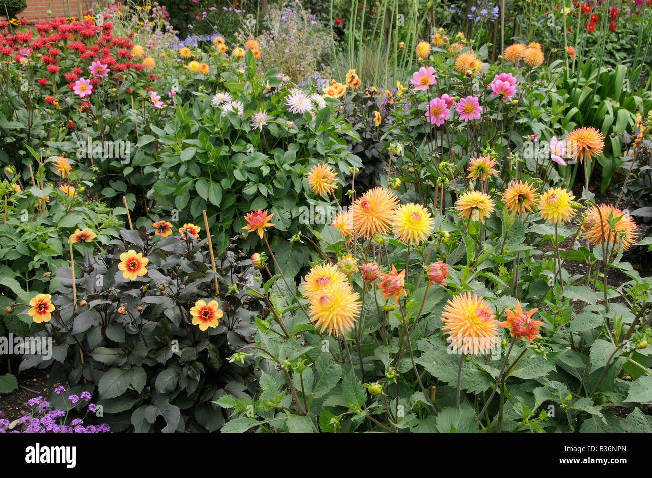 Dalia frontera en plena flor en el jardín de verano Norfolk Uk Agosto Foto de stock