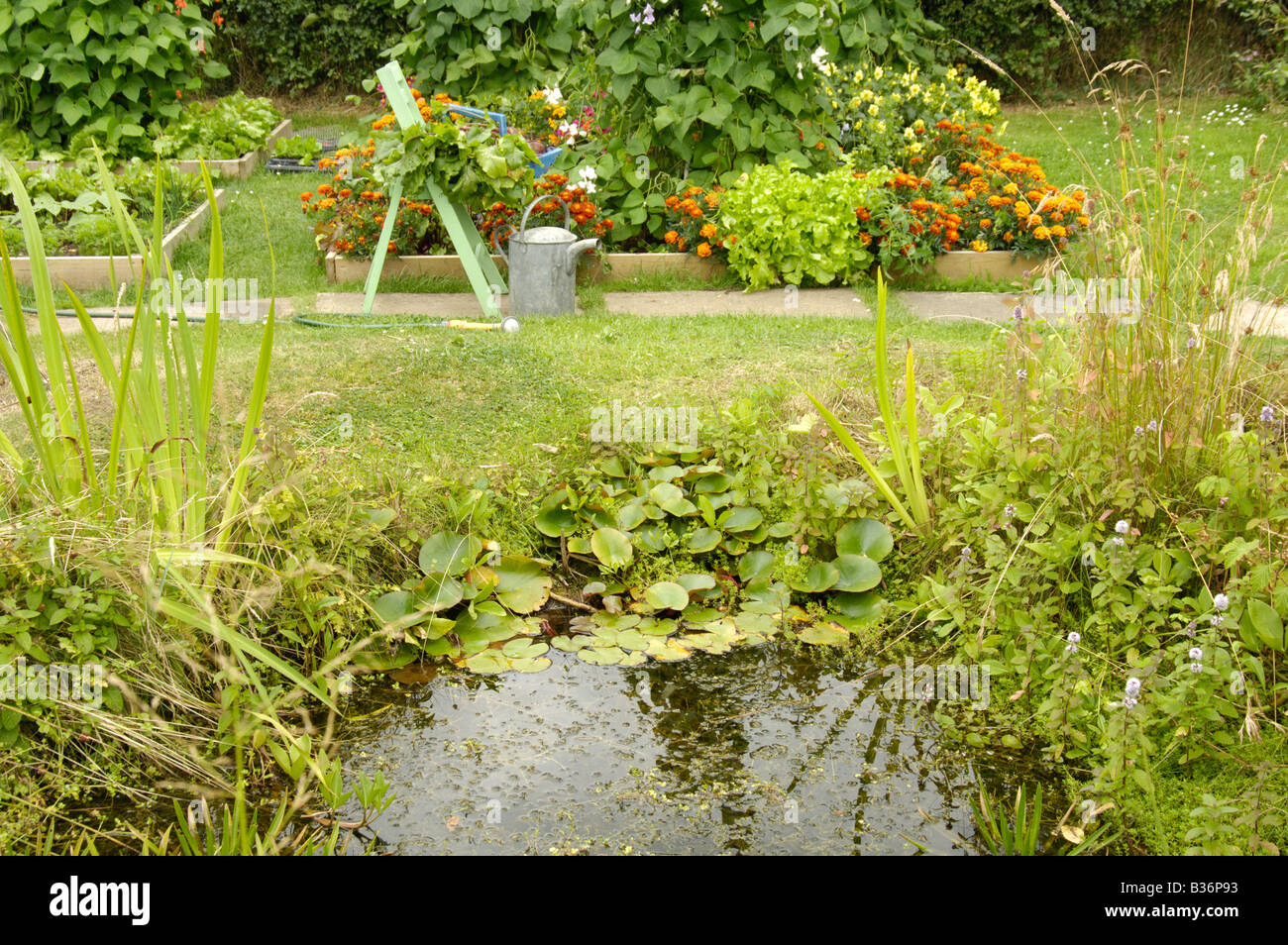 Jardín pequeño estanque de vida silvestre al lado de cama levantada vegetales mixtos parterres UK Agosto Foto de stock