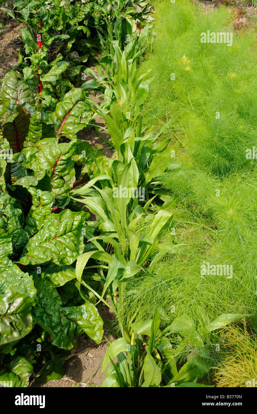 Acelgas "Scorzonera" Hinojo crecen en un huerto de verano UK Julio Foto de stock