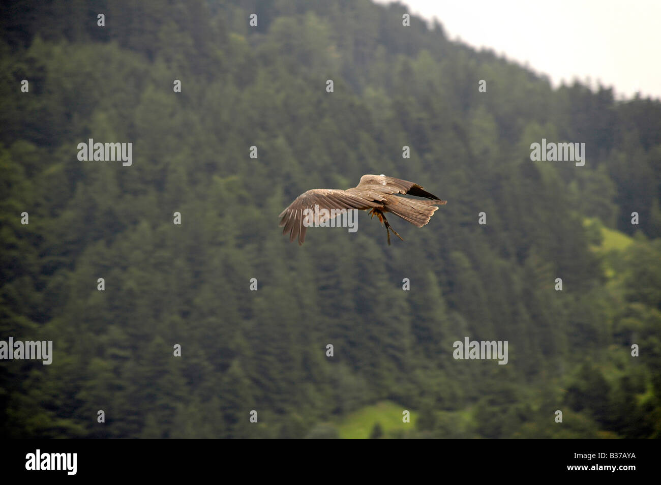 El condado de Austria de Salzburgo El Castillo Hohenwerfen Aves de Rapiña Buitre en vuelo Foto de stock