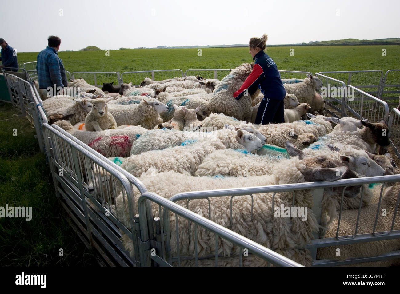 Gestión de ovejas granja orgánica Southerndown Valle de Glamorgan Foto de stock