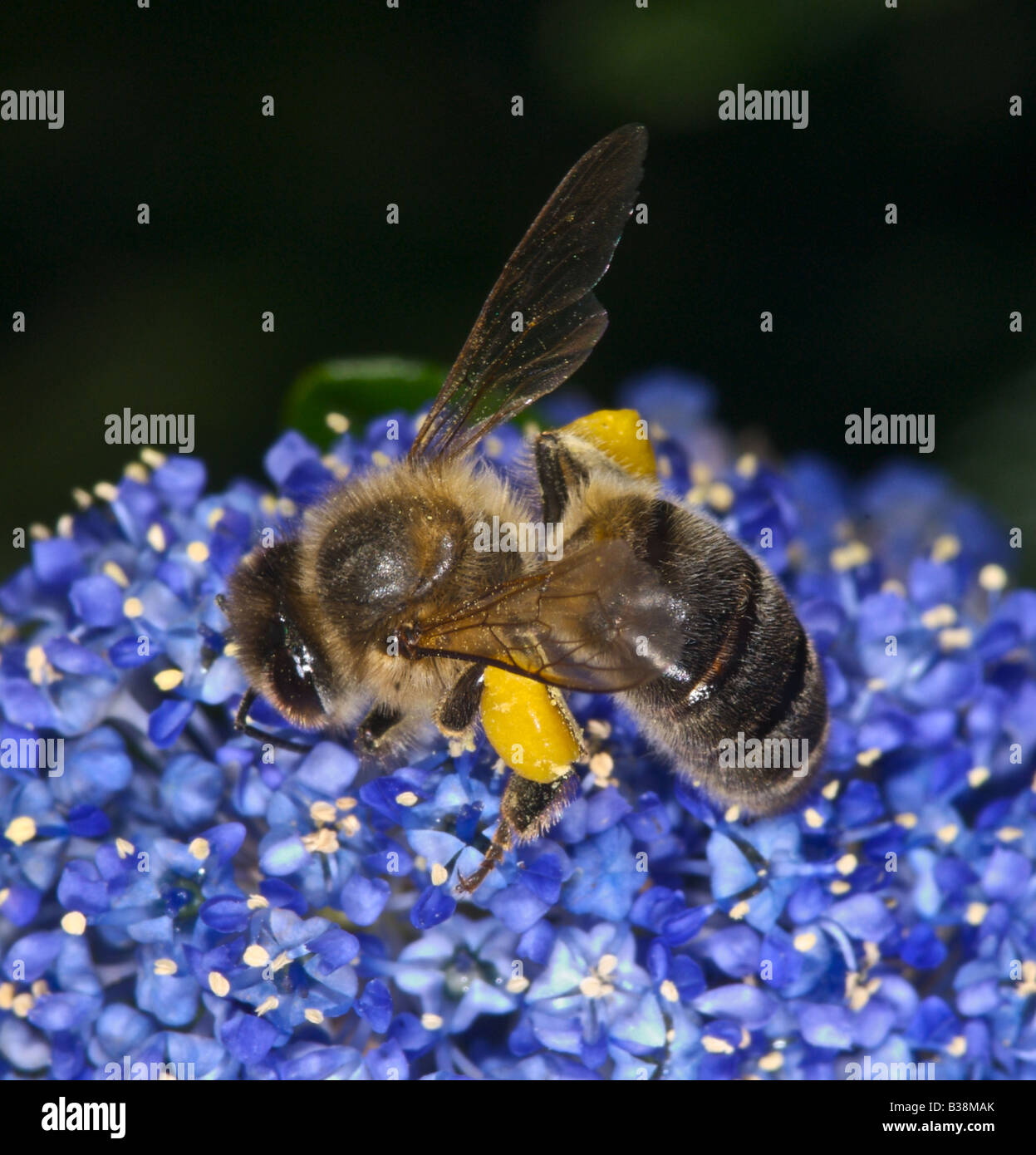 La abeja melífera que recolectan néctar y polen de abejas de miel Foto de stock