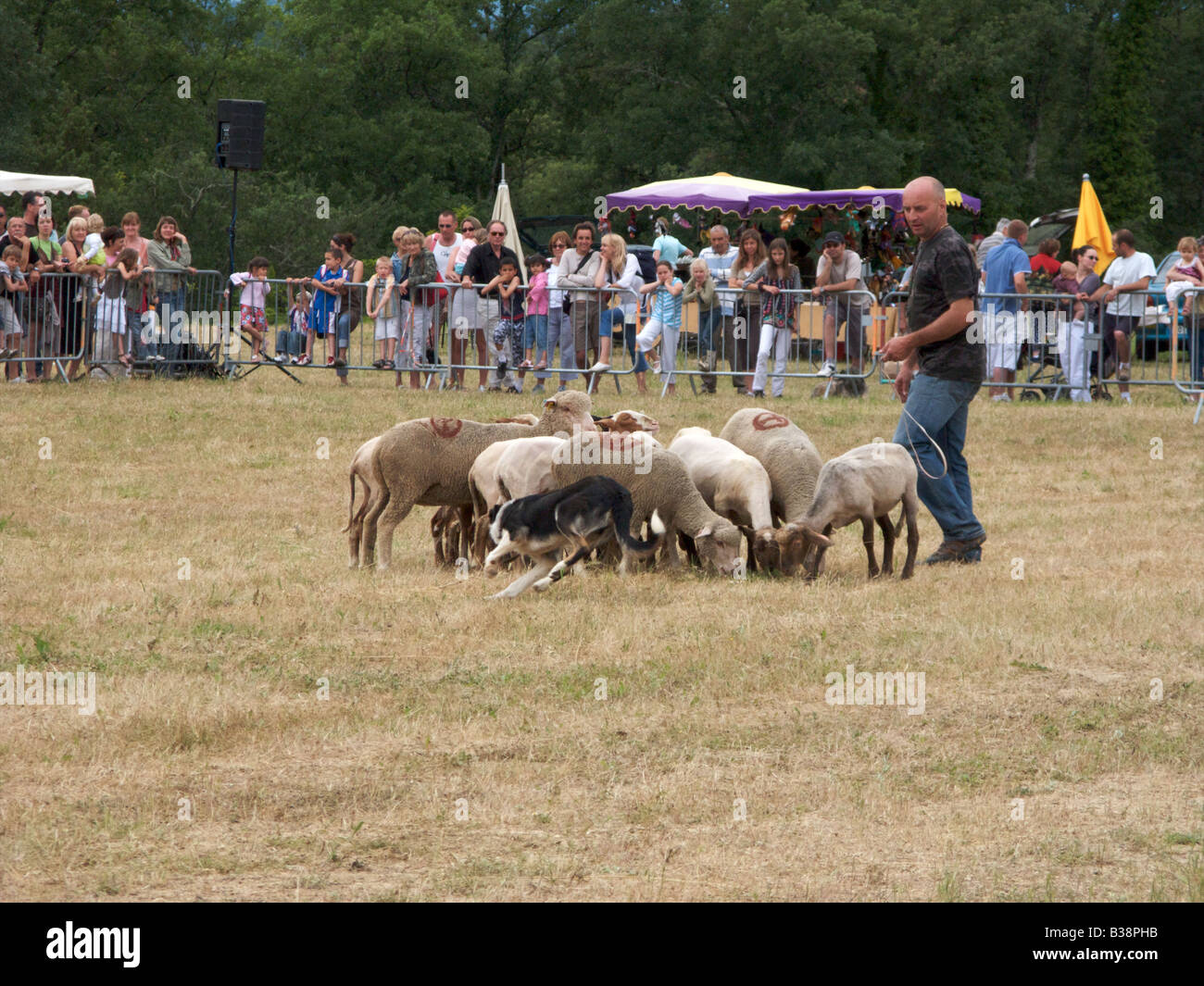 Ovejas recopilados por ovejero en la anual fiesta de la trashumancia en Montauroux, Cantón de Fayence, Var, Francia Foto de stock