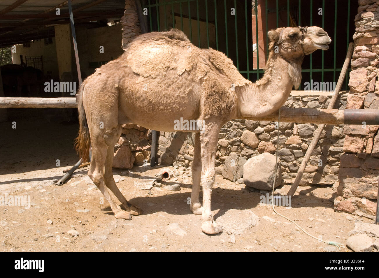Camello atado Foto de stock