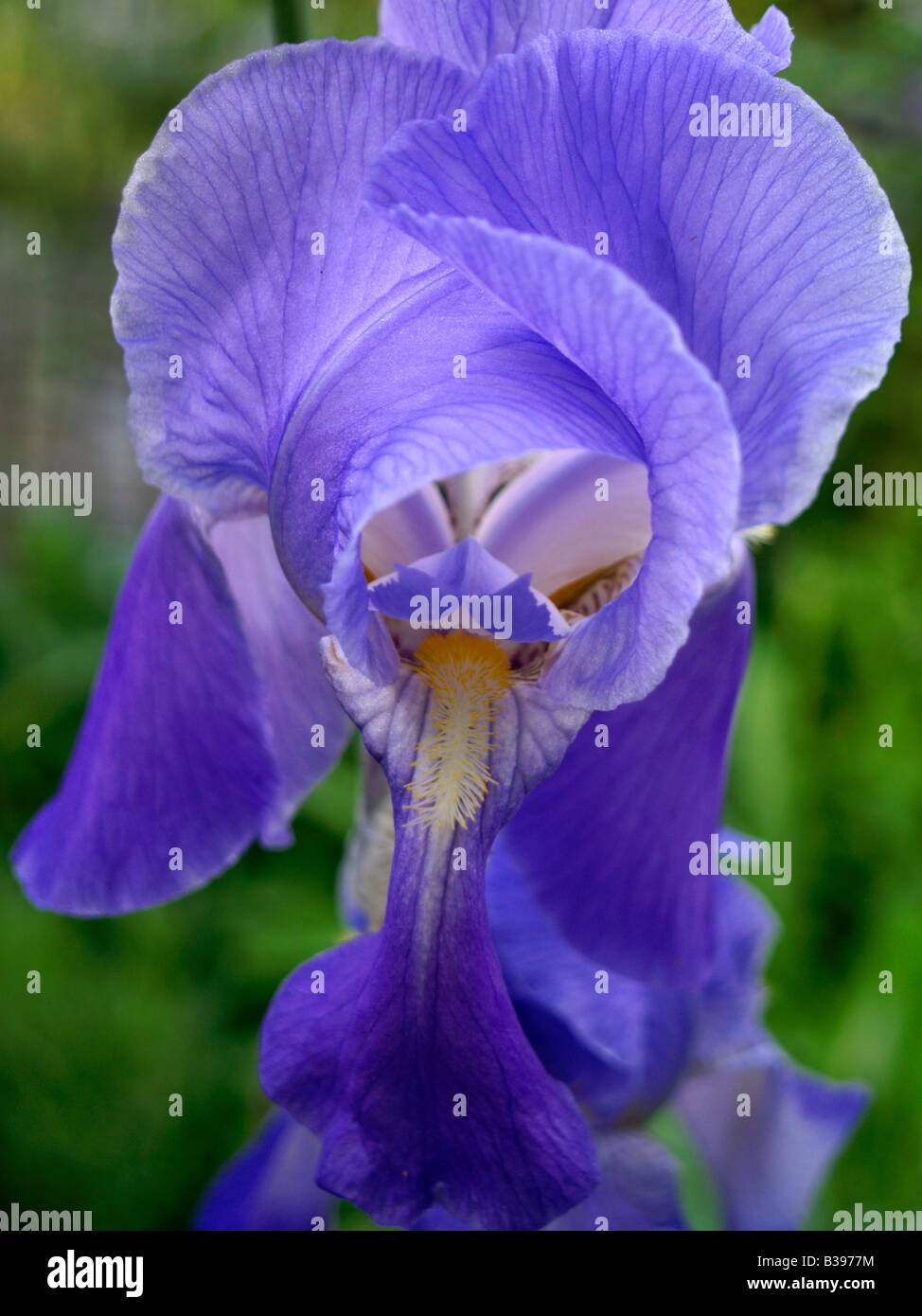 Sibirische Schwertlilie, Iris sibirica, flor de iris siberiano Foto de stock