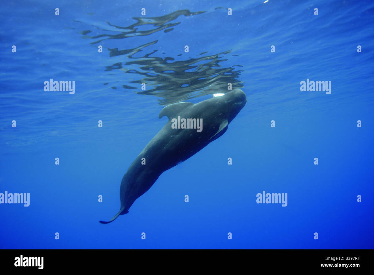 La ballena piloto de aleta corta Globicephala macrorhynchus Kailua Kona Hawai EE.UU. Foto de stock