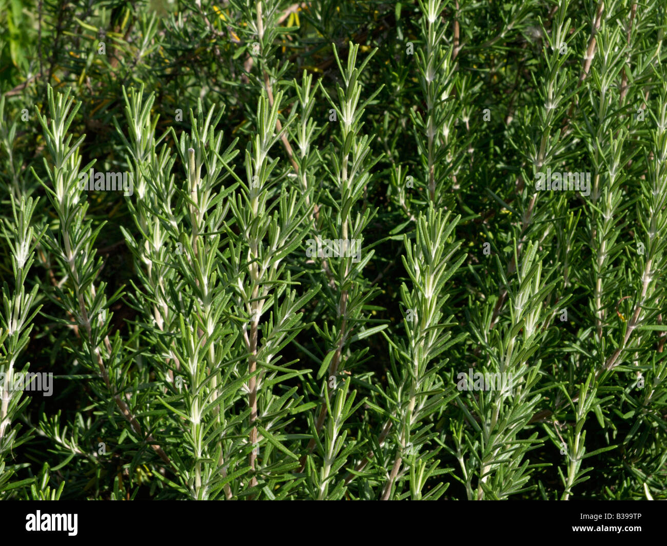 El romero (Rosmarinus officinalis) Foto de stock