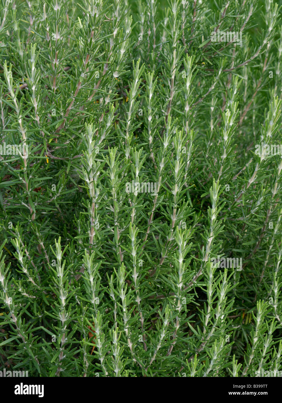 El romero (Rosmarinus officinalis) Foto de stock